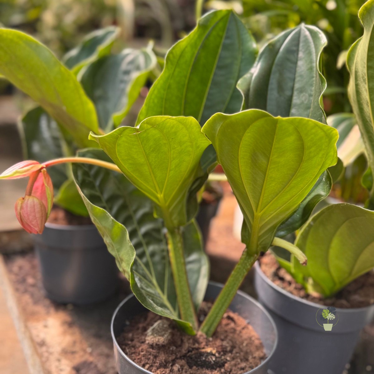 Μεντινίλλα (Medinilla magnifica) - 4